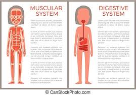 May 05, 2021 · muscles are the only tissue in the body that has the ability to contract and therefore move the other parts of the body. Muscles Chart Description Muscular Body Woman Muscle Chart With Accurate Description Of The Most Important Muscles Of The Canstock