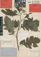 Image result for Crassocephalum montuosum