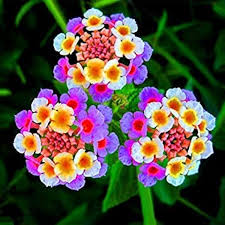 Image result for Lantana camara