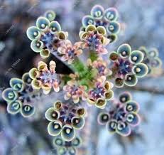Pin Auf Plants