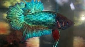 Meet sunny the female yellow koi plakat betta, indigo the male blue marble plakat betta, and banana the male yellow delta tail betta. What Is A Plakat Betta Fish Care