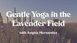 Gentle Yoga in the Lavender Field