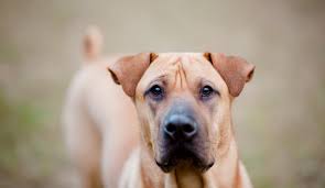 We did not find results for: Wallpaper 2560x1488 Px Animal Images Baby Animals Cool Pictures Cute Animals Cuties Hd Images Pet Photos Wallpaper Wild Desktop Images Wild Photos 2560x1488 4kwallpaper 803144 Hd Wallpapers Wallhere