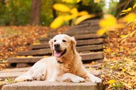 22 Most Popular Names For Golden Retrievers