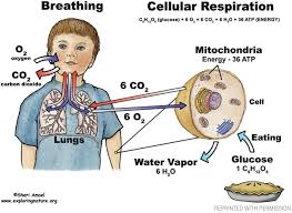 Maybe you would like to learn more about one of these? Do Plants Breathe Nsta