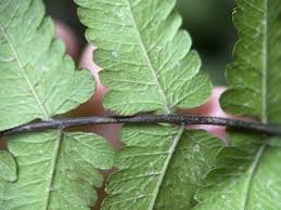 Image result for Christella friesii