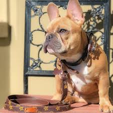Pamper your pet with this beautiful louis vuitton inspired pet bed! Elite Designer Bow Tie Dog Collar And Leash Set Supreme Dog Garage