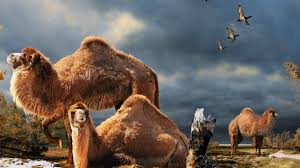 You must then use concentrated magical black stone (armor) from +5 up to +10. Giant Ancient Camel Roamed The Arctic History
