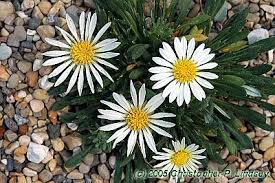 Image result for Hirpicium