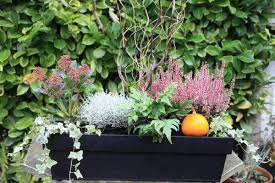 Aloe vera & plantes pour cosmétique. Choisir Une Plante Pour Jardiniere Quelques Idees Et Astuces Archzine Fr Plante Pour Jardiniere Jardinieres D Hiver Plante