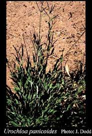 Image result for Urochloa panicoides