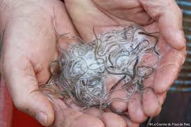 Bacalao al ajoarriero (morue à l'ajoarriero) : Des Nuits A Traquer Les Civelles A Pornic Le Courrier Du Pays De Retz