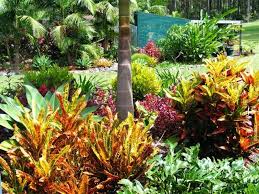 Australian Gardening Cubit Sub Tropical Gardening Forum Plants For A Sub Tropical Climate Tropical Landscaping Tropical Garden Design Plants