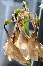 Amaryllis Nach Der Blute Alles Zur Pflege Im Sommer Amaryllis Bluhende Pflanzen Pflanzen