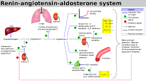 Renin Angiotensin System Wikipedia Renin Angiotensin