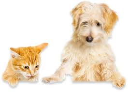 Pet Insurance Compare Pet Insurance Pet Insurance Review