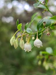 Image result for Vaccinium madagascariense