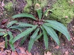 Image result for Blechnaceae