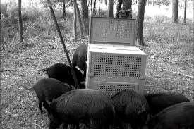 By adding a little fruit drink mix to. How To Poison A Feral Pig It S Not Easy