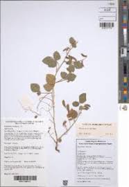 Image result for Rhynchosia elegans