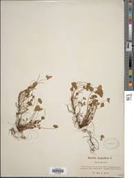 Image result for Marsilea aegyptiaca