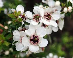 Image result for Myrtaceae