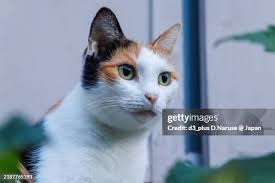 Bicolor Cat Walking On The Edge In The Botanic Garden Of Valencia Spain  High-Res Stock Photo