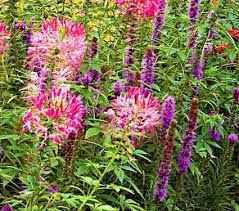Cleome, or spider plant, requires very little care making it perfect for back borders or areas difficult to maintain. Cleome White Flower Farm