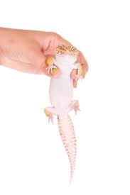 5 reasons why your leopard gecko is sleeping at night. Is It Okay To Take Leopard Geckos Outside Reptile Craze