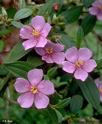 Image result for Melastomastrum