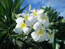 Maybe you would like to learn more about one of these? Top 10 Most Fragrant Flowers In India Fragrant Flowers Best Smelling Flowers Flowering Plants In India