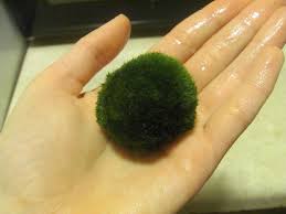 13 Benefits Of The Marimo Moss Ball Betta Fish Care Pet Fish Fish Tank Cleaning