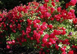 Tous nos rosiers sont vendus sur porte greffe rosa laxa (rosiers adaptés à tous types de sol en particulier aux sols calcaires). Roze Paul Scarlet Piekna Roza Zlota Medalistka 7156538424 Oficjalne Archiwum Allegro Rose Scarlet Rose Scarlet