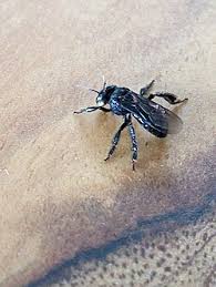 Image result for cornish black bee