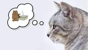 Wenn die katze aber auf das geliebte sofa, den schicken teppich oder sogar ins bett pinkelt, braucht man definitiv einen mikrobiellen reiniger. Katze Pinkelt Neben Das Katzenklo Hier Bekommst Du Schnelle Hilfe