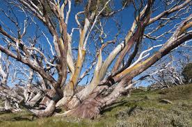 Popular Gum Trees Found In Several Plant Genera