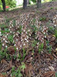 5 18 エビネ 海老根 古い球茎は海老の姿に似てくることから 被子植物門 magnoliophyta 綱 単子葉植物綱 liliopsida 目 ラン目 orchidales 科 ラン科 orchidaceae 属 エビネ属 plants flora garden