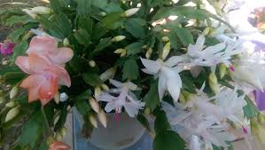 How often do you water it? The Christmas Cactus Women Who Think Too Much By Jeanne Marie