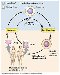 Meiosis And Sexual Life Cycles