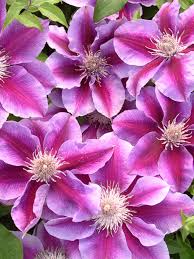 Check spelling or type a new query. Clematis Kilian Donahue Bluestone Perennials
