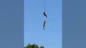 South African police officer lowered into crocodile-infested river to recover human remains
