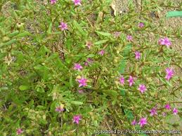 Image result for Sesuvium hydaspicum