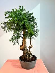 Image result for Araucaria cunninghamii