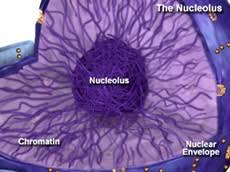 Maybe you would like to learn more about one of these? Plant Life Nucleolus
