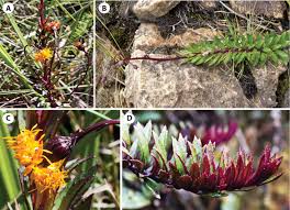 Image result for Gynura scandens