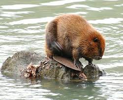 Pin By Diane S Bailey On Amazing Animals Spirit Animal Totem Animals Beaver