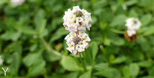 Image result for Lippia