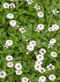 Kriechende, in töpfen rankende pflanze. Teppichverbene Kriechende Verbene Blutenmeer Bienenweide In Hamburg Bergedorf Ebay Kleinanzeigen