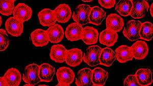 Workshops are conducted throughout the year and focus on key functional areas within itmat. The Unwarranted Hype Of Stem Cell Therapies Bbc Future