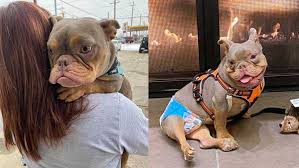 Rescue • rehabilitate • rehome english bulldogs. Stood Up By Initial Adopter West Chester Dog With Spina Bifida Finally Finds Forever Home
